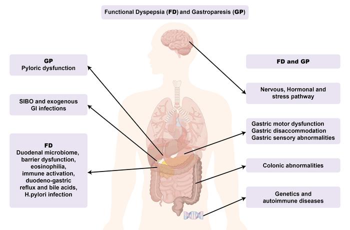 Etiopathogenesis of FD and GP.