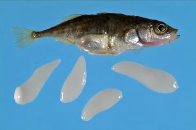 Stickleback Post-dissection