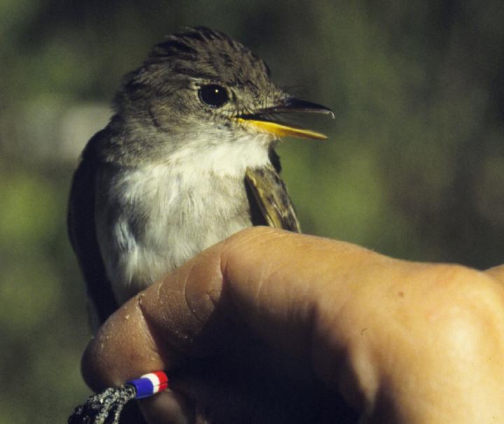 Willow Flycatcher