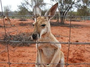 Red kangaroo behind a fence