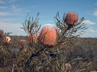 Protoaceae Plants, Australia