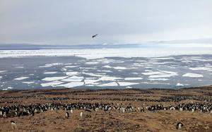 Adelie Penguins near seasonal sea ice in Antarctica