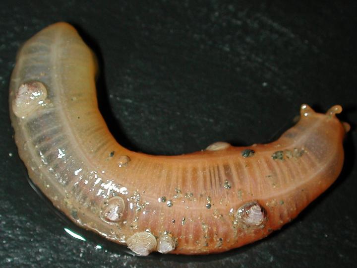 Bivalves of <i>Borniopsis mortoni</i> on Their Host