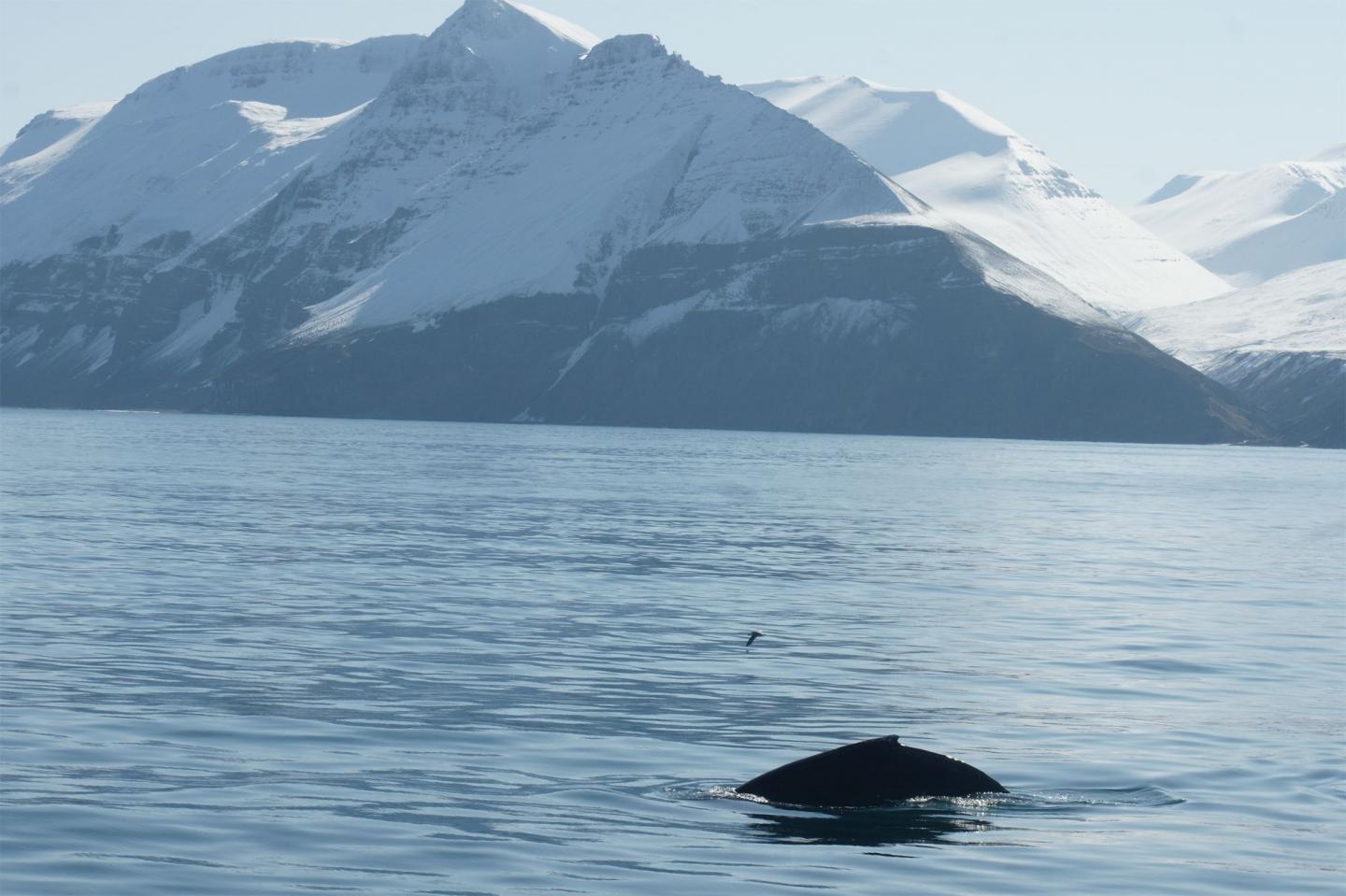 Humpback Whales' Songs Associated with Subarctic Feeding Areas Are Complex, Progressive