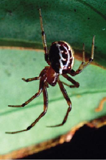 <i>Anelosimus Ata</i>