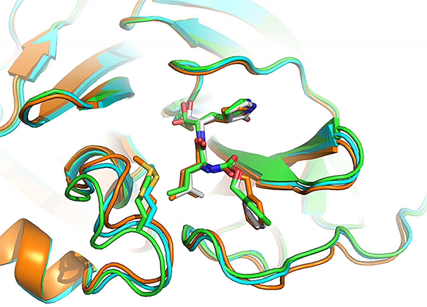 COVID-19 viral protein image- 3D modeling