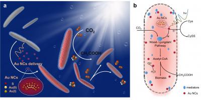 Gold Nanoparticles inside Bacterium