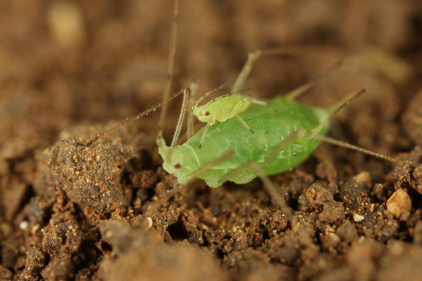 Young Aphid (1 of 2)