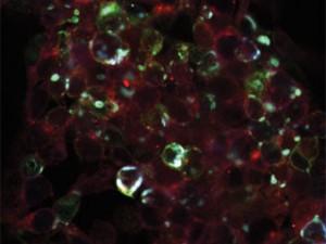 Radiogenetic System in Cultured Cells