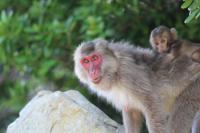 Female Japanese Macaque with Offspring