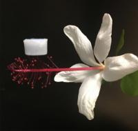 Ceramic Aerogel on Flower