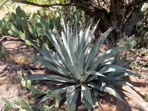 Agave phillipsiana