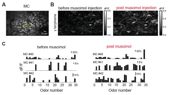 Removing Cortical Feedback Blurs the Response of Cells in the Olfactory Bulb
