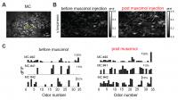 Removing Cortical Feedback Blurs the Response of Cells in the Olfactory Bulb