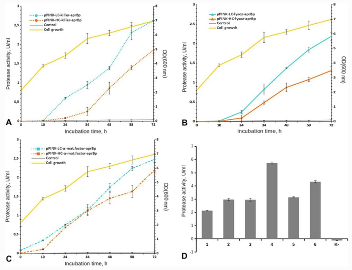 Dependence of proteolytic activity