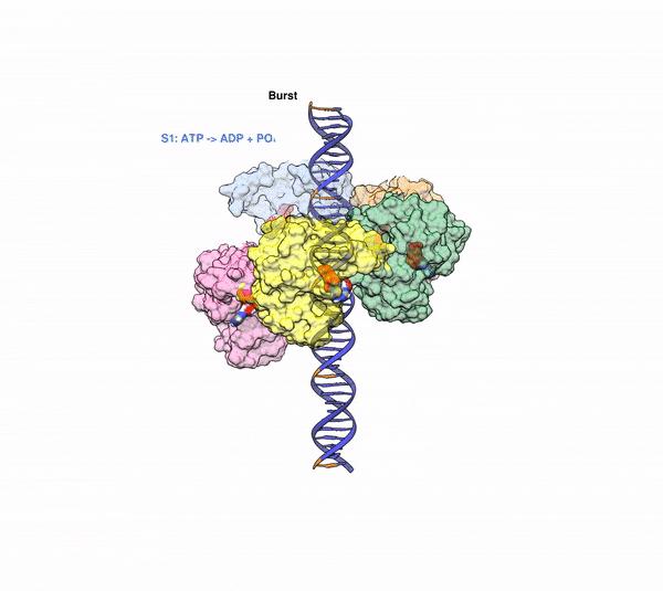 Viral DNA Motor