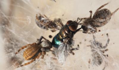 Social Velvet Spiders