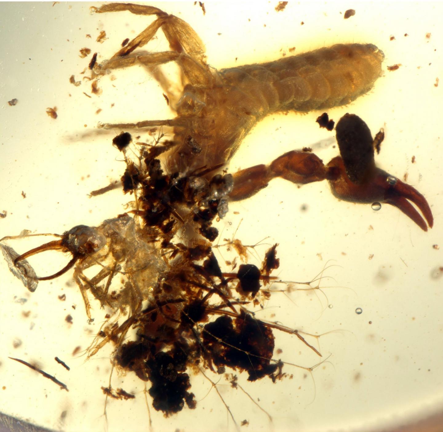 Lacewing Larva (2 of 2)