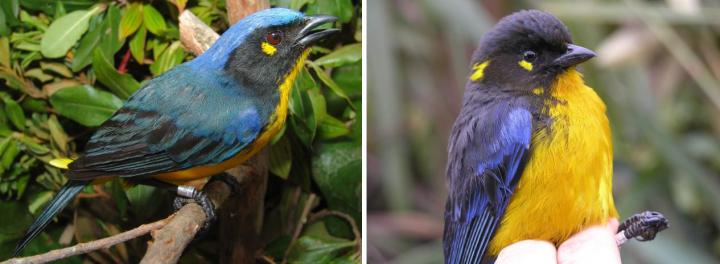 Two Different Kinds of Lachrymose Mountain-Tanager Occurring in Colombia