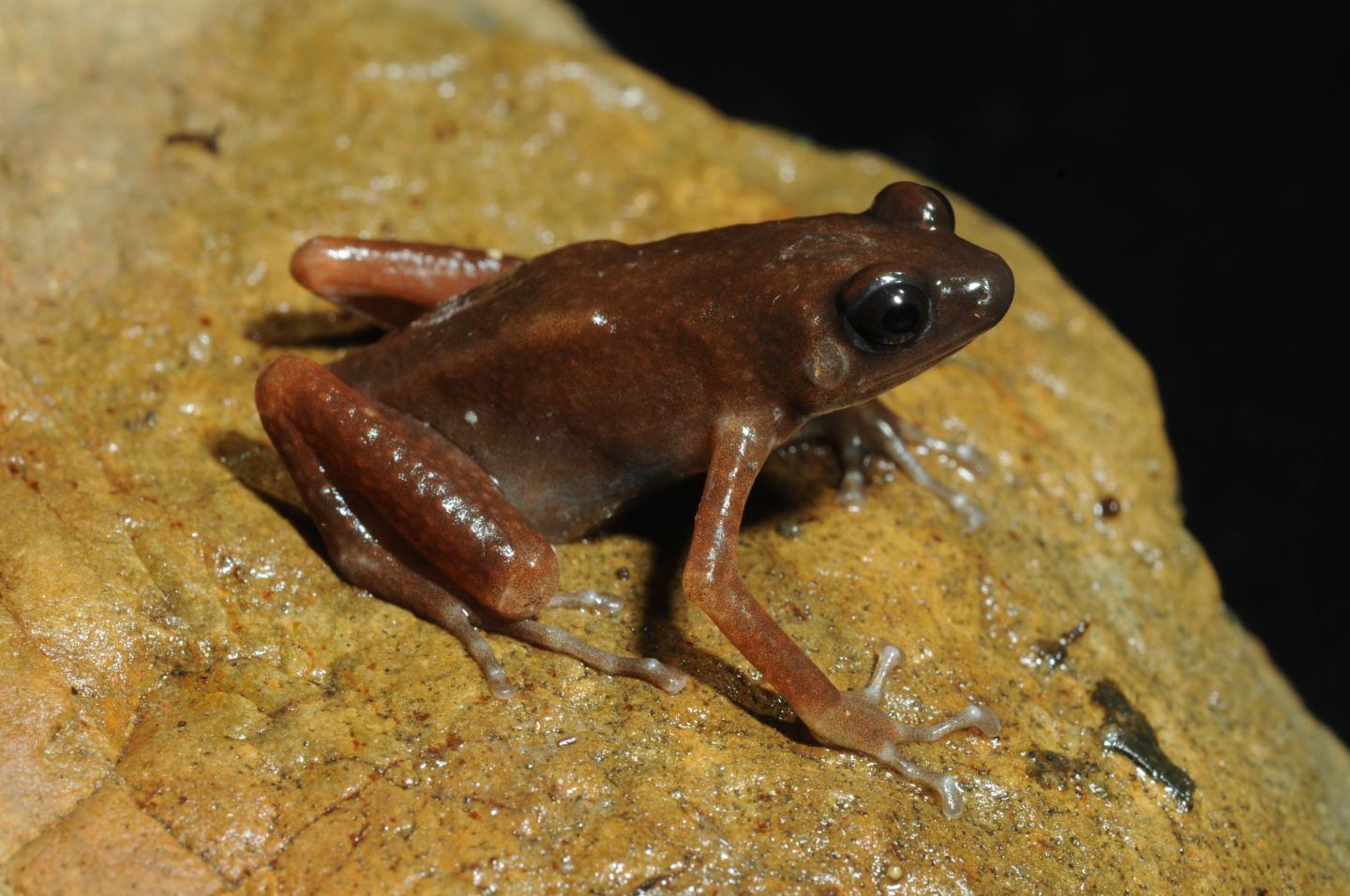 Fig. 1. Appearance of the <i>Siamophryne troglodytes</i> Frog 