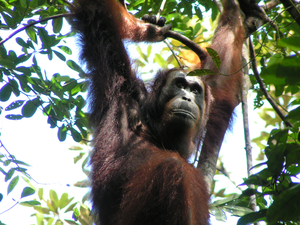 Bornean Female