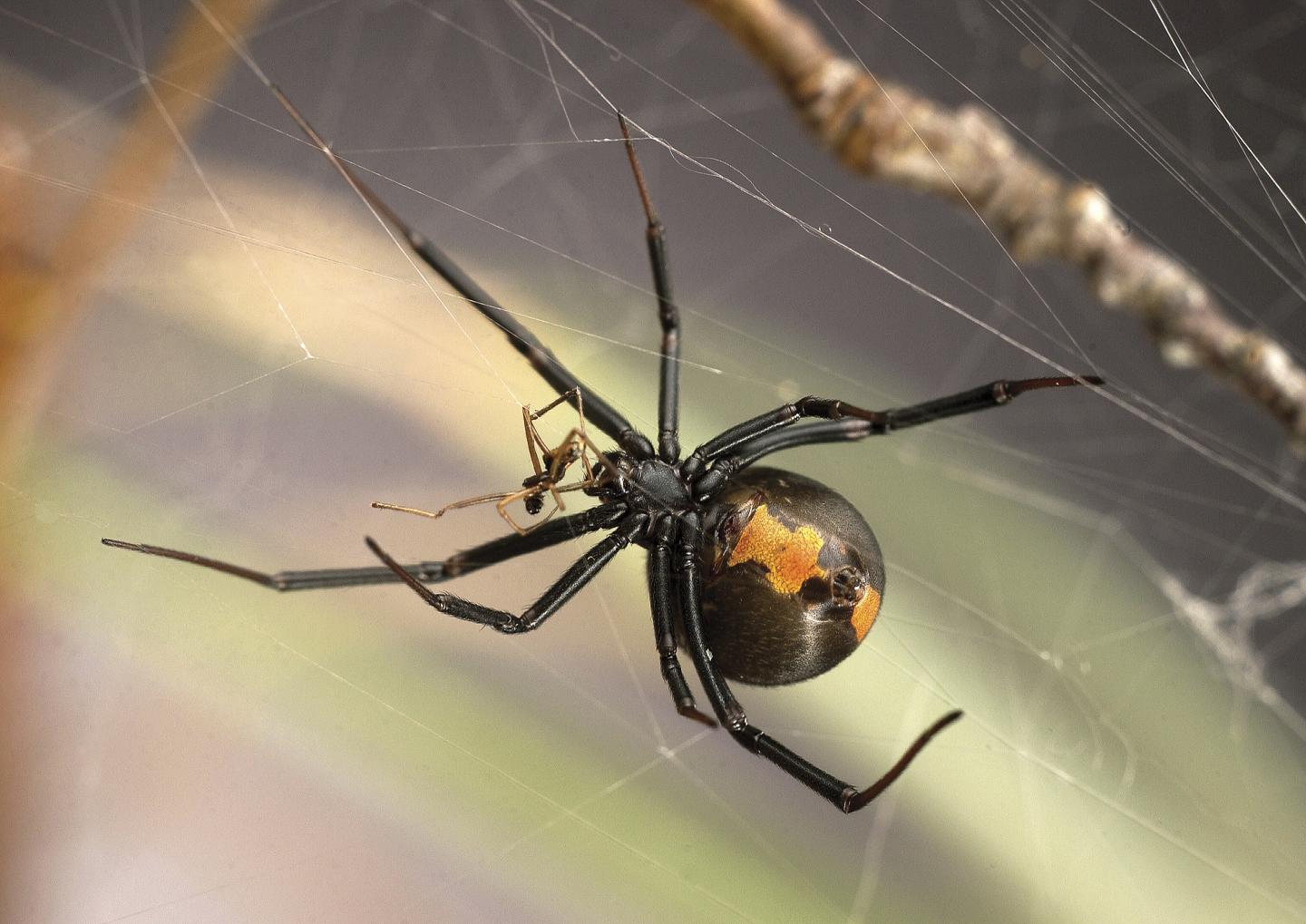This Seemingly Horrific Mating Strategy Appears to Benefit Both Male and Female Redback Spiders