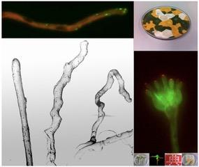 Mechanism that Coordinates Growth Spurts in Filamentous Fungi Revealed