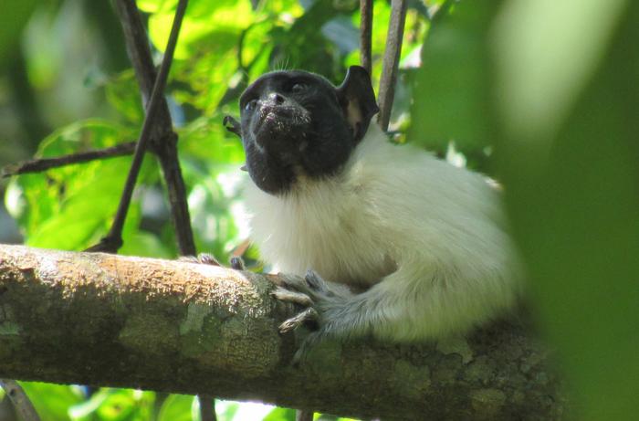 Pied tamarin4