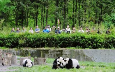 Tourists Watch Pandas