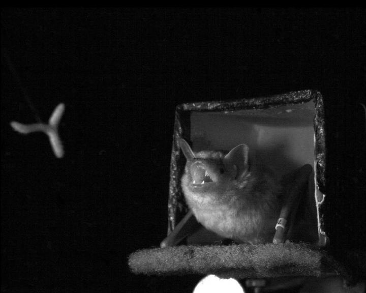 Kill Them With Cuteness: The Adorable Thing Bats Do to Catch Prey