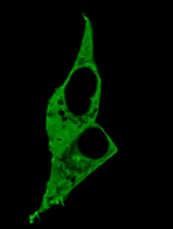 Cells expressing Nanoruler