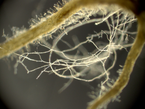 Mycorrhizal fungi growing with a plant root