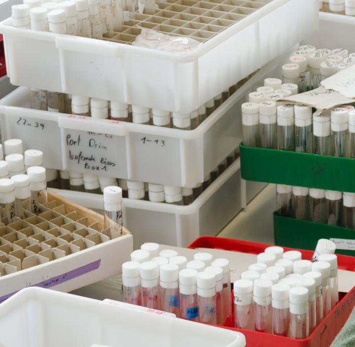 Fruit Flies in the Lab