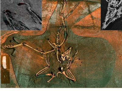 Thermopolis <i>Archaeopteryx</i>