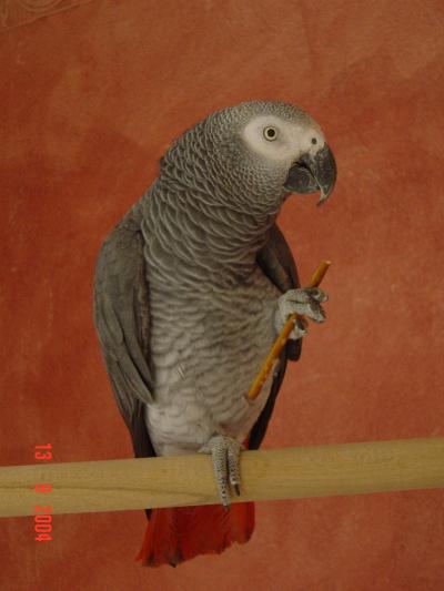 African Grey Parrot