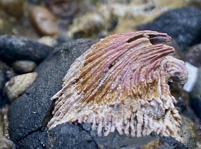 Bent morph T. rubescens barnacle