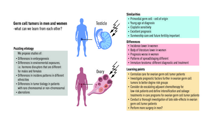 Germ cells in men and women