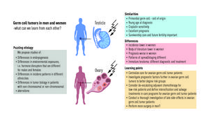 Germ cells in men and women