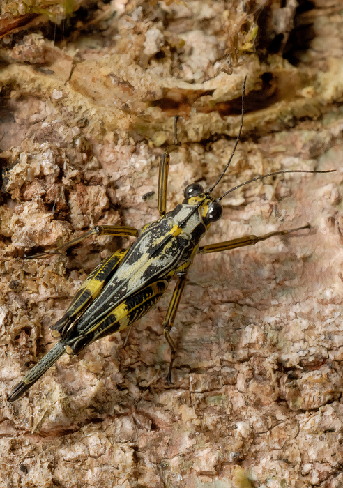 Male of the nameless Scaria species