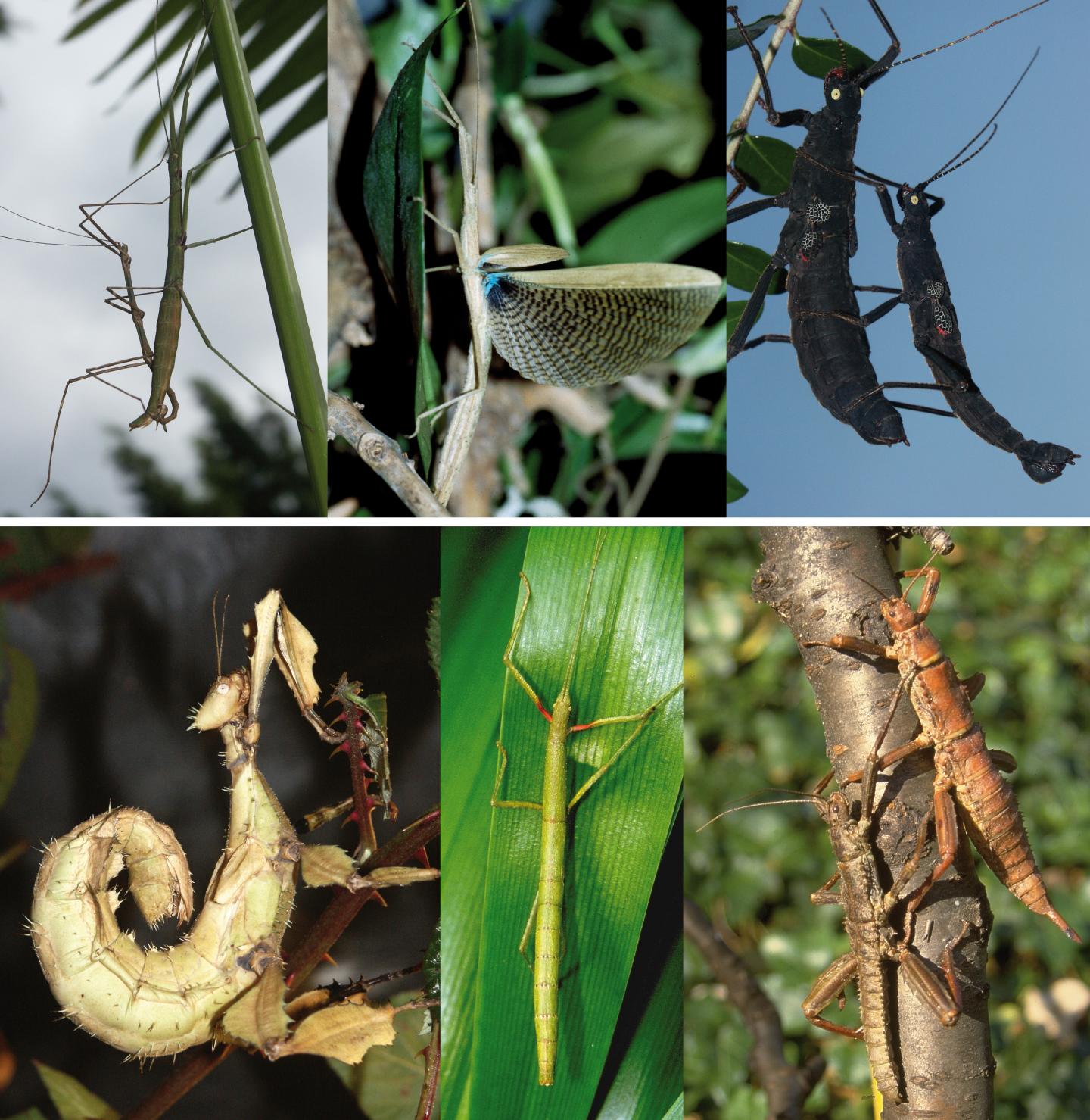 Stick Insects - New World and Old World Comparison