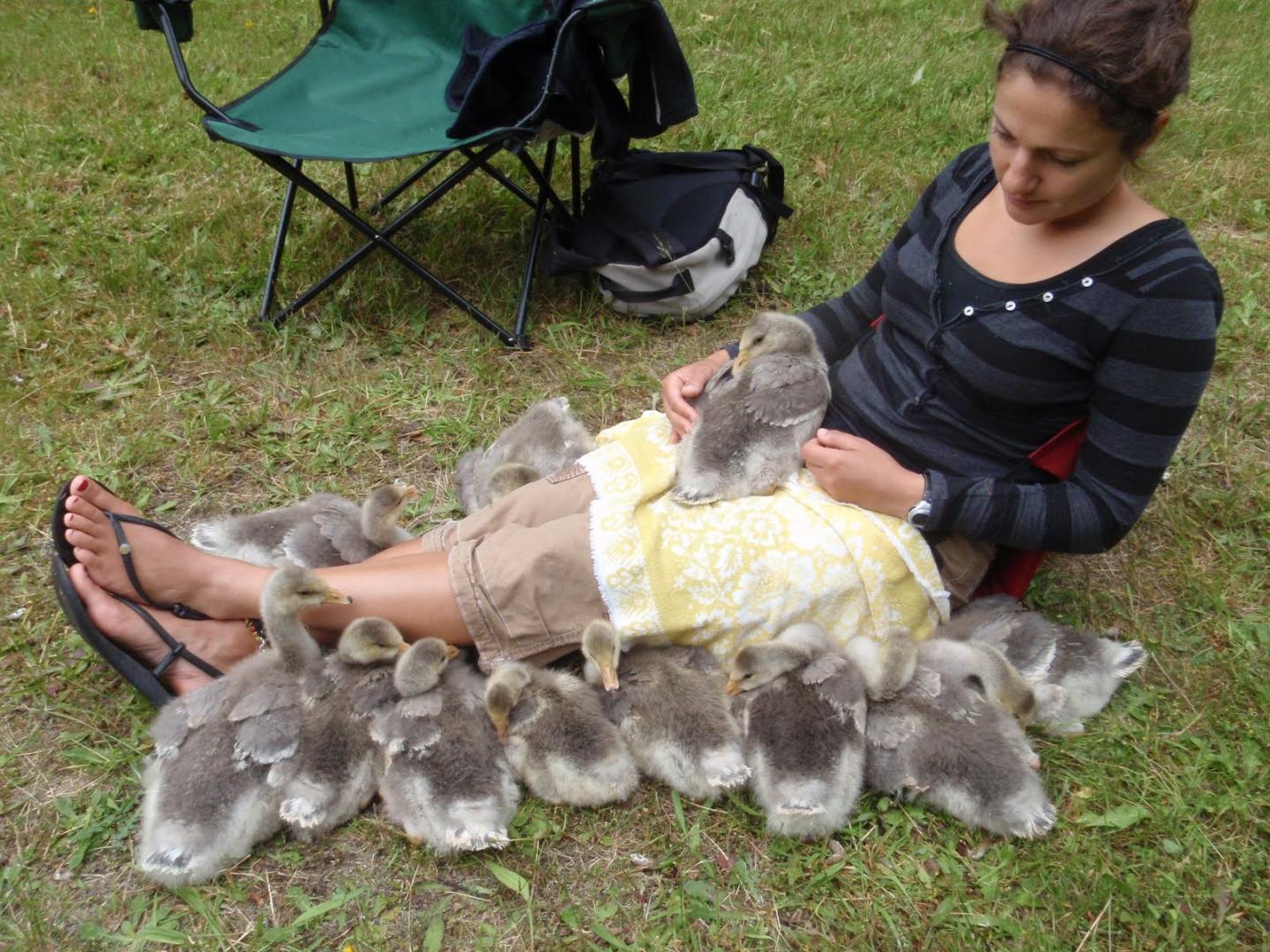 With Goslings