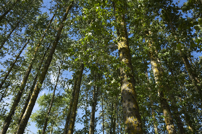 Harvesting mature poplar