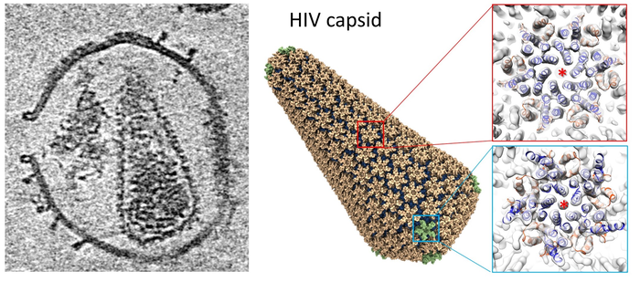 Structure of a HIV capsid