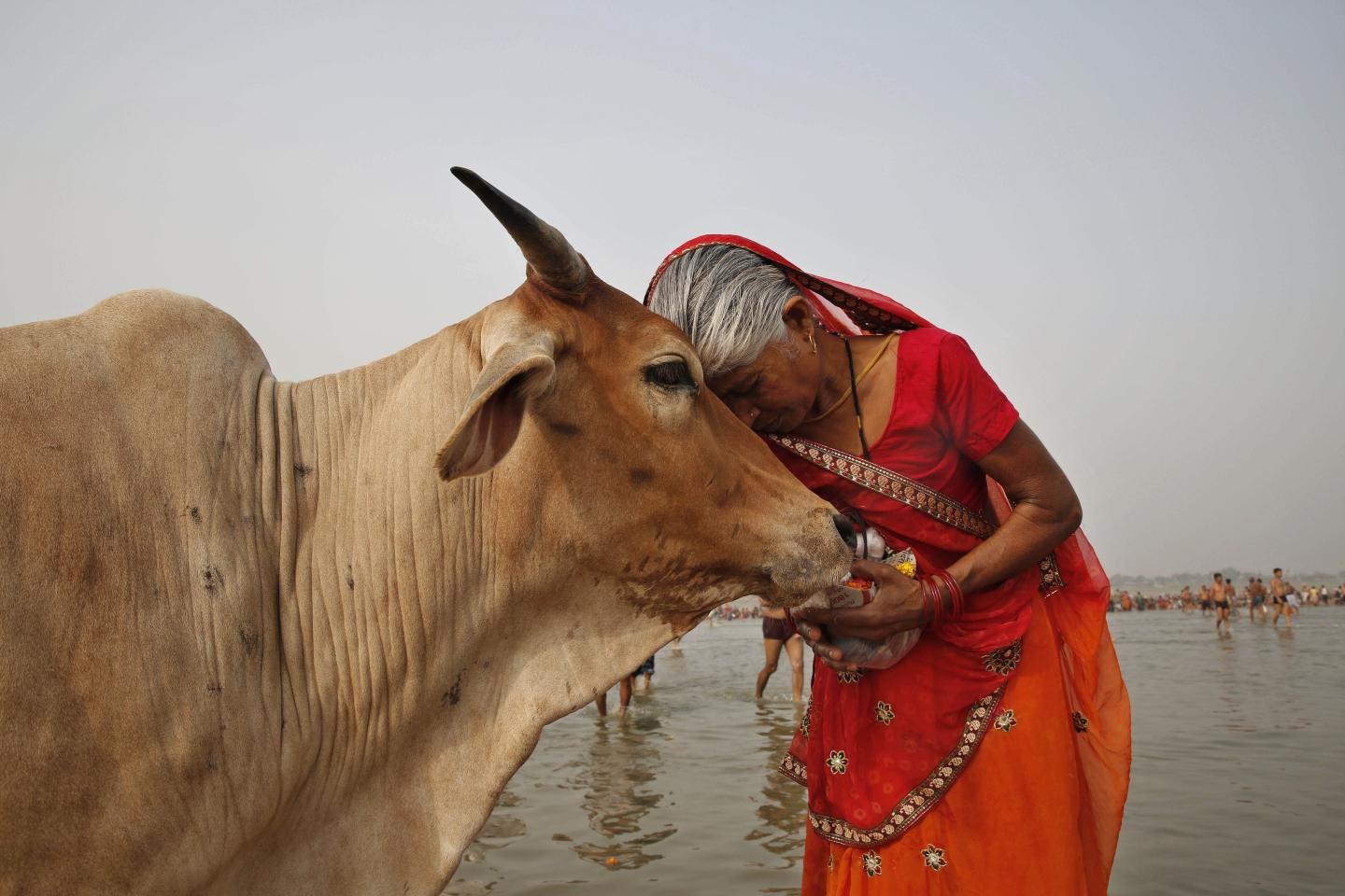 Woman and Cow