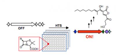 High-Throughput Strategy Activates Silent Biosynthetic Gene Clusters