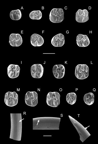 Fossil Teeth Studied