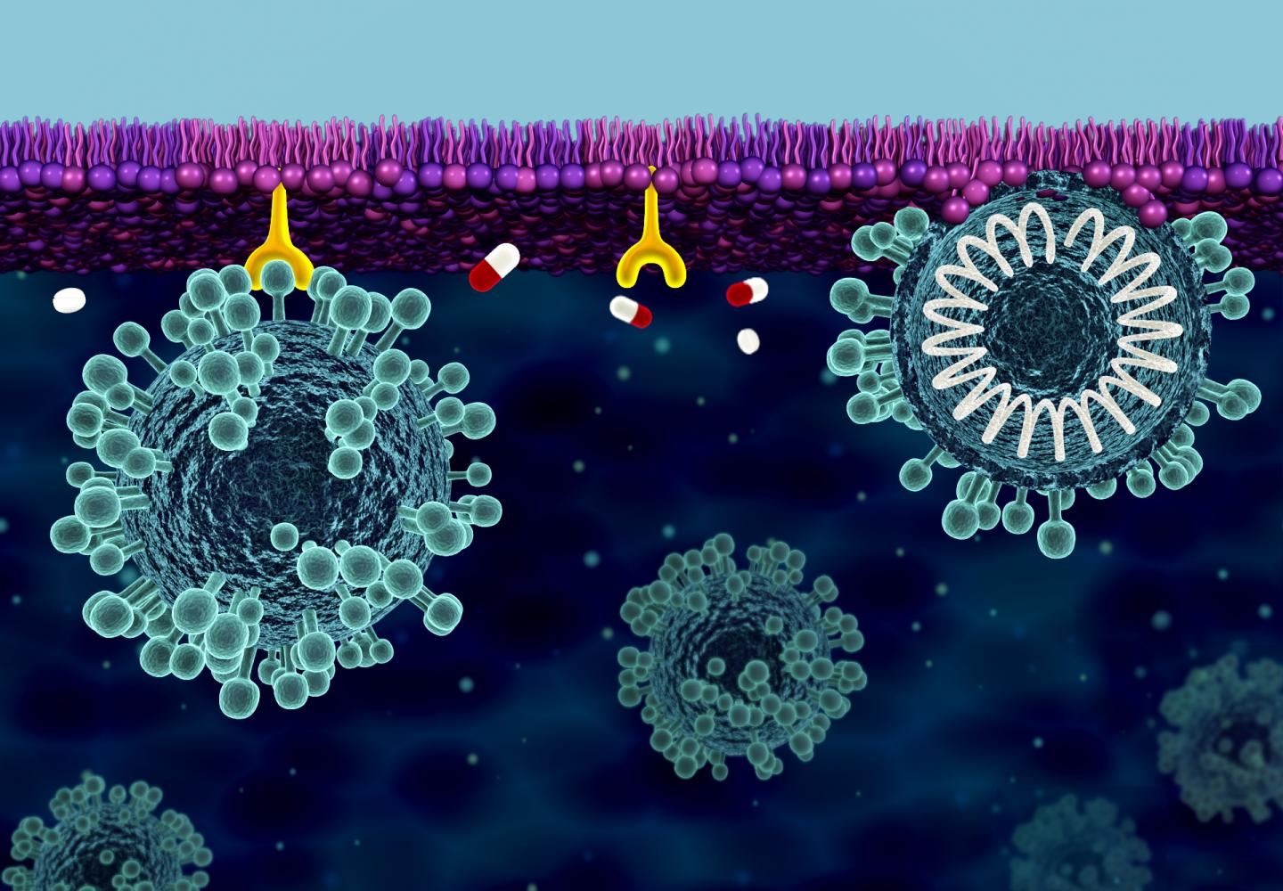 Scientists Investigate Solutions for Building Cell Membrane Defense against COVID-19