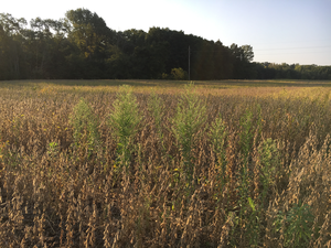 Horseweed plants encountered in a soybean field at harvest.