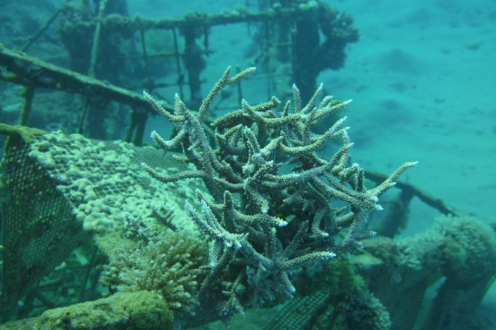 2. Studied coral genera Acropora sp. growing on artificial substrates in the Underground Restaurant study site