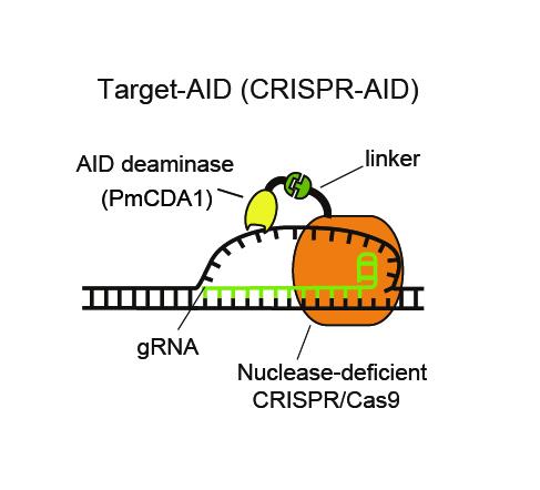 図1． Target-AIDの分子メカニズムの模式図